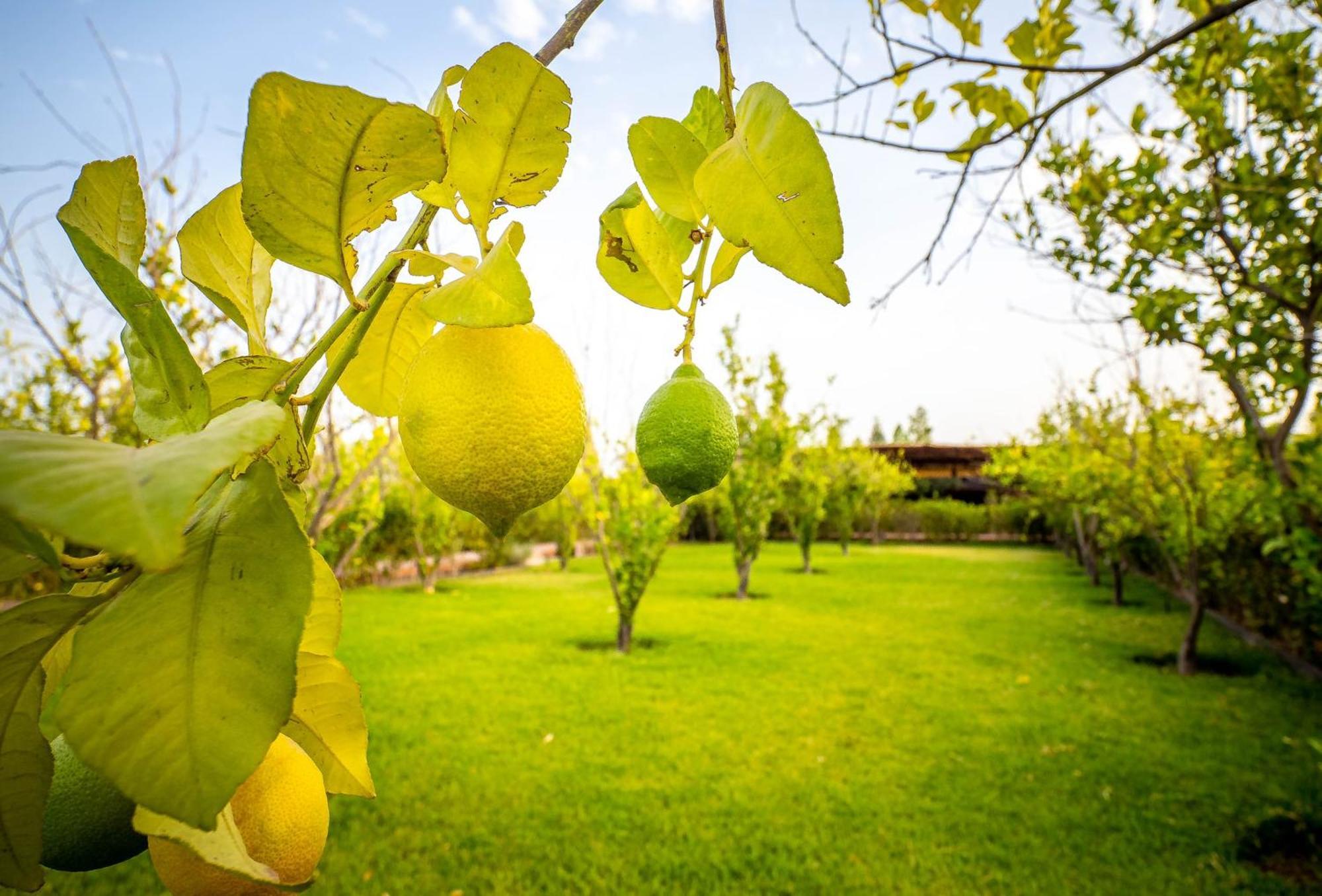 The Lemonary Marrakech Hotel Ouled Moumen Exterior foto